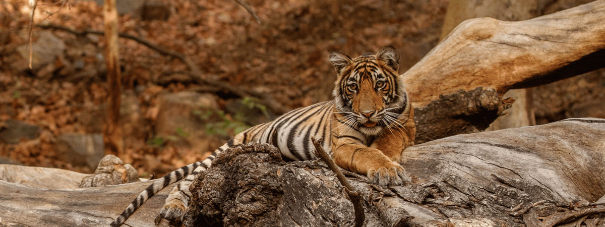 Same Day Jaipur to Ranthambore Tiger Safari Tour by Private Car & Driver