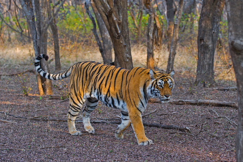 7-Day Golden Triangle WithRanthambore Safari by Private Car & Driver
